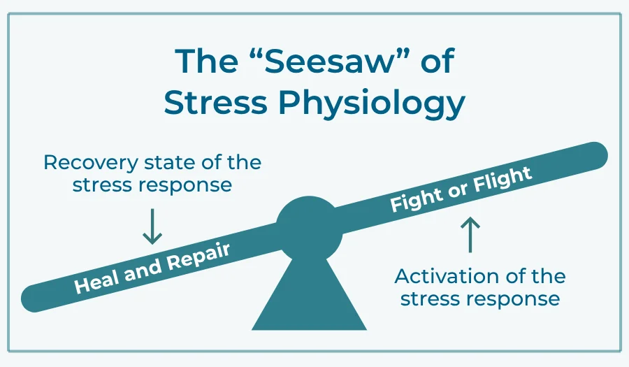 the seesaw of stress physiology and adrenal fatigue
